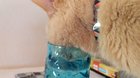 Oh we're posting goddamn cats who drink out of whatever the hell they want even though they have their own perfectly good water bowl? Meet my roommate, Pennywise.