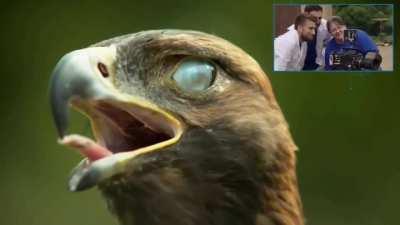Meet The King of All Birds ?