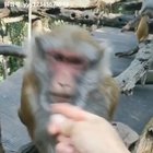 Monkey died inside with a "how dare you" look on face