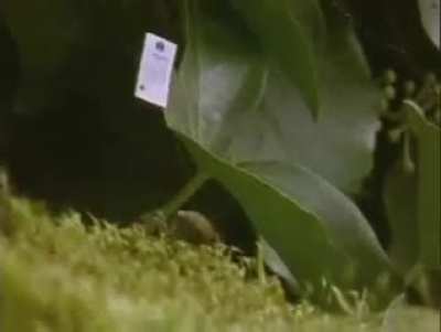 Spiders on Drugs *Sound On*