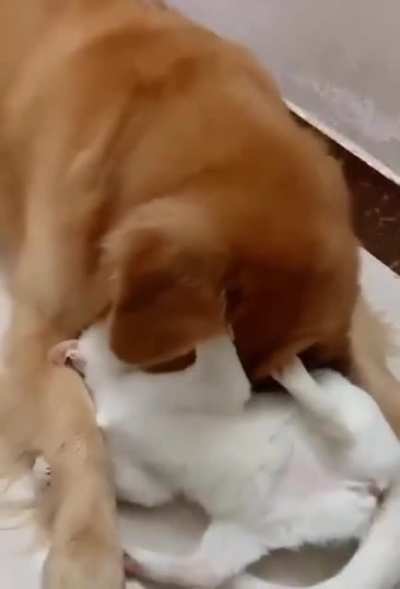 Inseparable