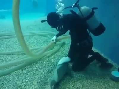 Every time this tank cleaner cleans out the aquarium, this fish swims over to him looking for pets