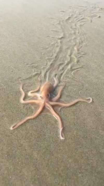 ? Octopus crawling on the beach