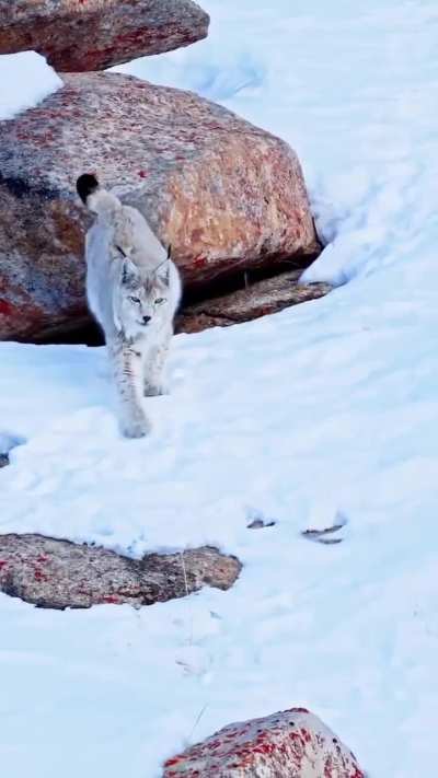 ? Euarsian Lynx mother and kittens in the cold wilderness of Ladakh, India