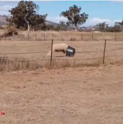 Sheep VS Bucket