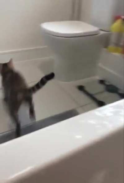 Cat vs bubble bath