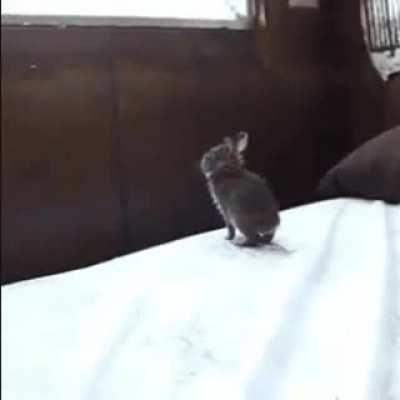 Bunny misjudges strength