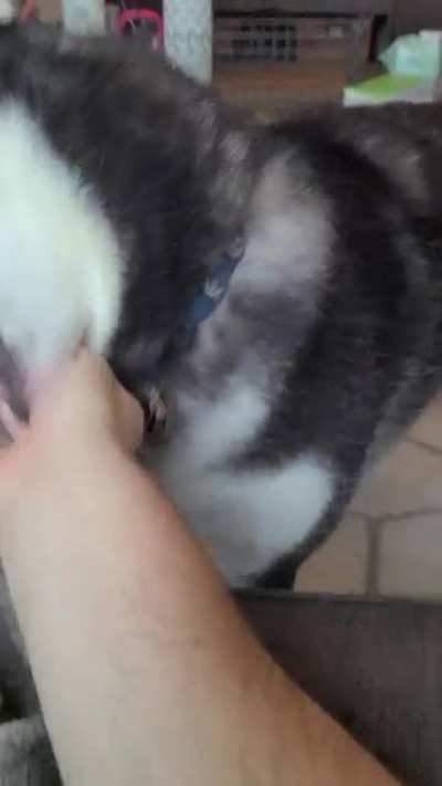 "Pet me!"