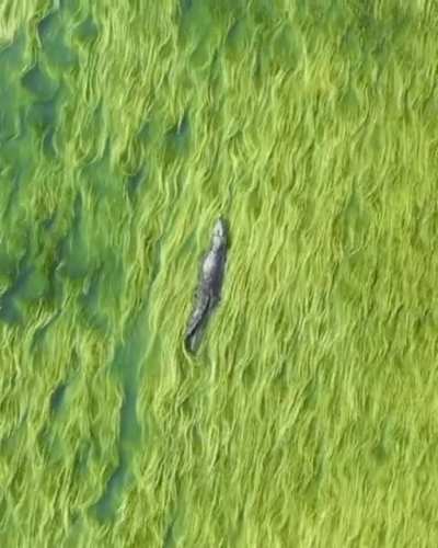 ? Crocodile swimming in sea of grass