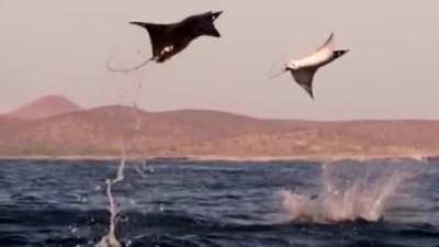 ? Mobula Rays Leaping Up In The Air ?