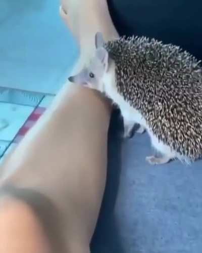 For filming a cute hedgehog ?