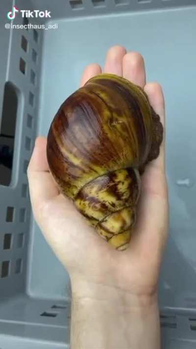 timelapse of a huge snail growing