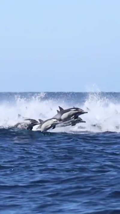 ? 5000 Dolphin Stampede (San Diego 10/16/2025)