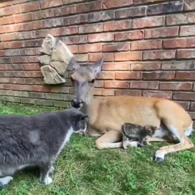 Cute little family