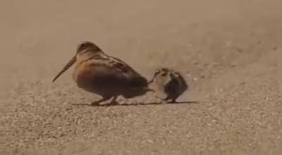 ? The American Woodcock is a bird that obtains food by dancing.