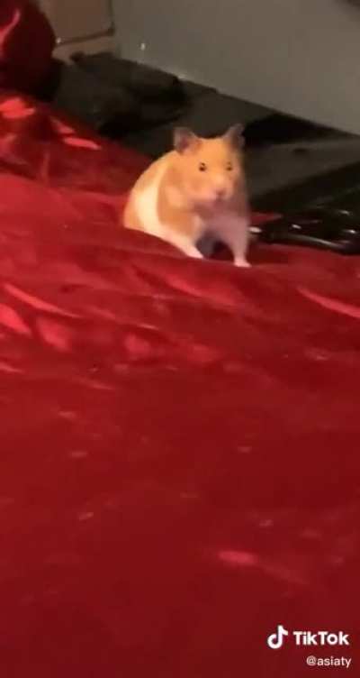 All that matters is the hamster gets to go to bed ?