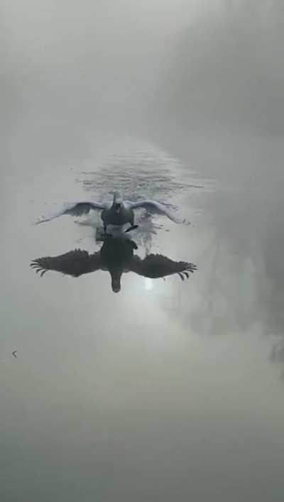 ? Swan flying and landing through the mist.