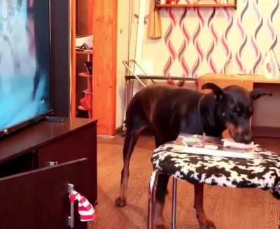 Good dog