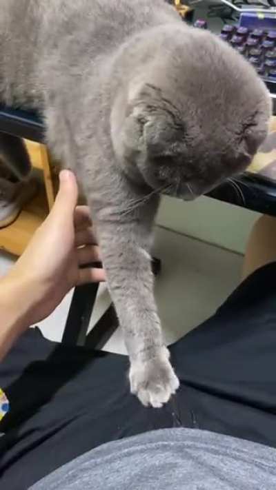 Naughty Pussy