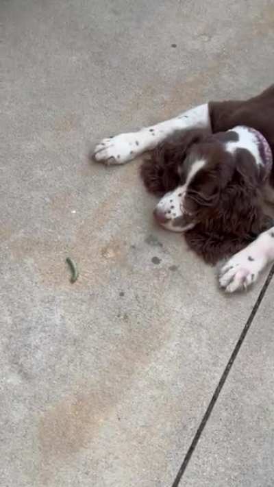Dog vs Caterpillar