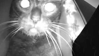 Purranormal Cativity. Looking back on how you haunted me before and after your passing, Skitters