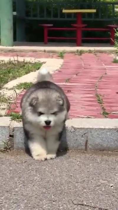 Poor Doggie ? Somebody help!