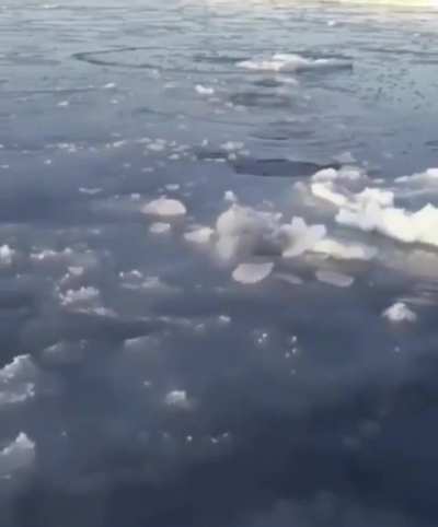 ? Polar bear Mom breaking ice at short intervals so the cubs can breathe
