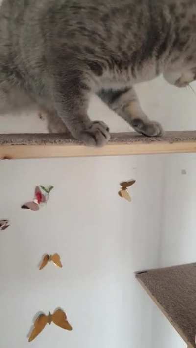 challenging my cat to a duel ?