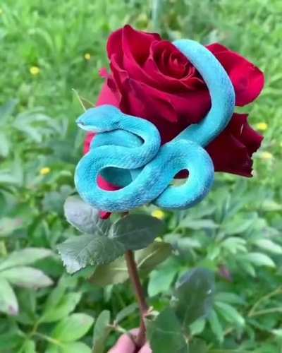 ? A blue pit viper on a rose