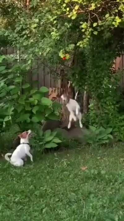 nonononoYES!