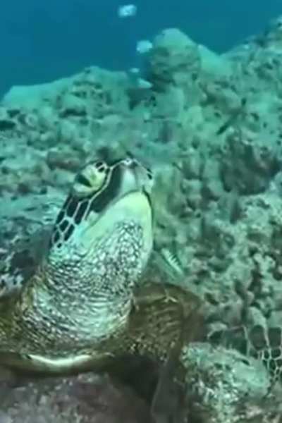 Sea turtle sleeping ?