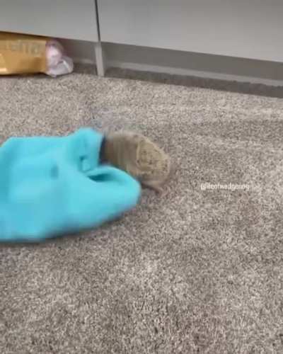Hedgehog wrestling