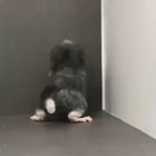 Baby Chinchilla