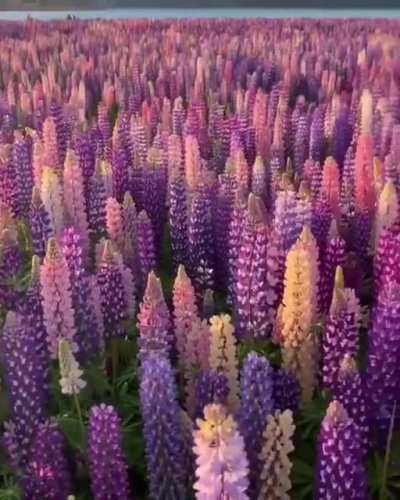 ? This field of lupine in New Zealand ?