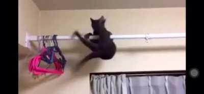 Catcrobat