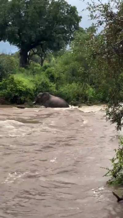 ? At the last moment, elephant mom managed to save her calf from being swept away by the swollen river in Kruger National Park