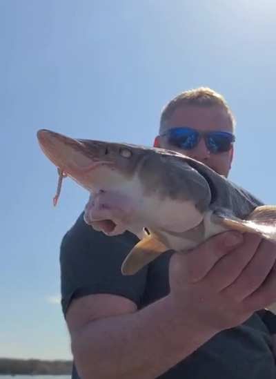 Fish With An Extending Mouth