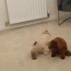 Poodle steals blueberry from dog sibling. A mad lad good boi