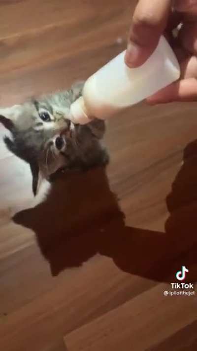 all hail kneely cat ??‍♀️