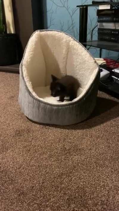 Baby Salem making biscuits ??