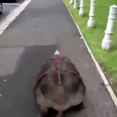 Turtle walk?