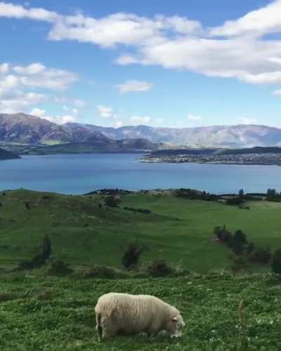 ? Natural Grasses of Wanaka, New Zealand ?