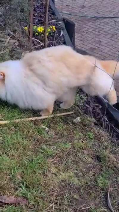 Big fluff