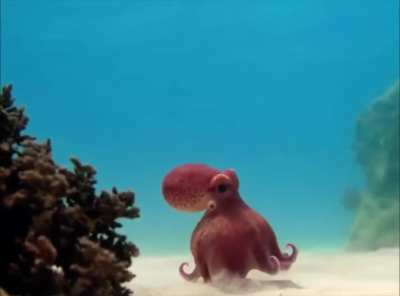 ? Octopus walking on the seabed