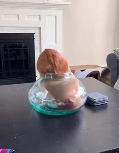 Cats are incredible! ?