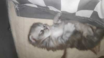 vicious criminal
