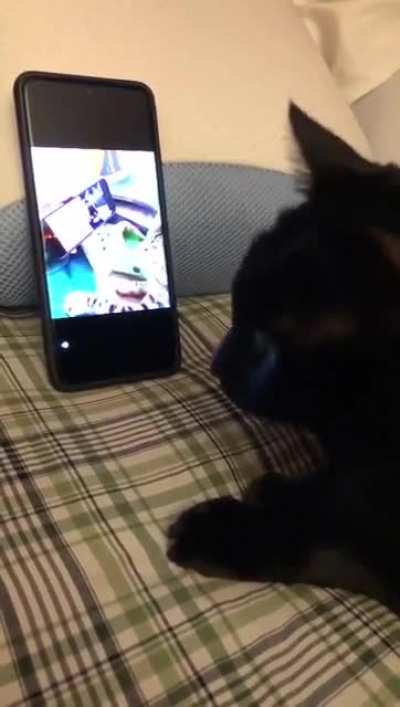 Cat vibing to 'cat vibing to 'cat vibing to ivan polka''