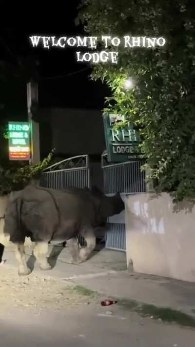 Who would have guessed who was going to host you at the grand-rhino lodge