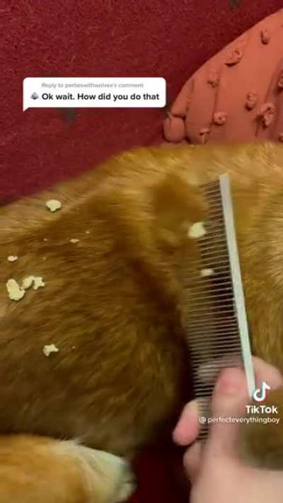 Purebred dog