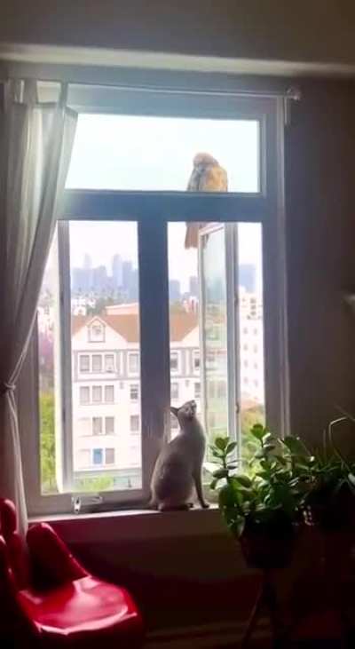 It seems we have guests